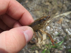 Procambarus ouachitae