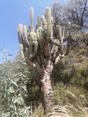 Trichocereus werdermannianus