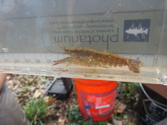 Procambarus ouachitae