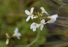 Cardamine penduliflora