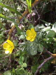 Ranunculus millefolius
