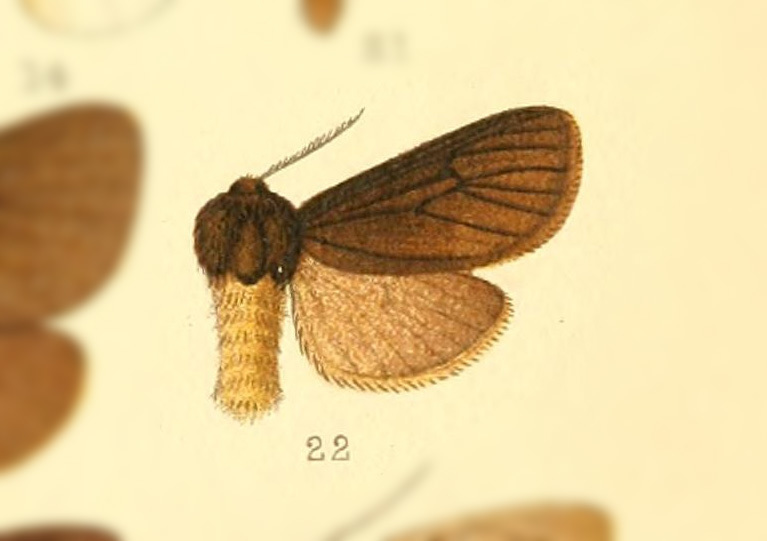 Paracles honora