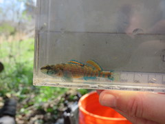 Etheostoma collettei