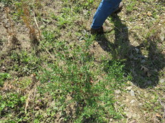 Hypericum lobocarpum