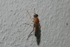 Ptecticus nigritarsis