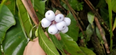 Psychotria urbaniana