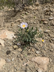 Xylorhiza