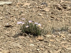 Xylorhiza