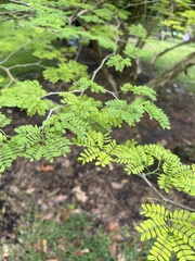 Chloroleucon tortum
