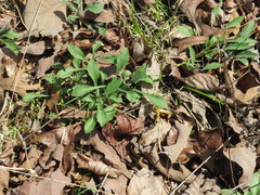 Solidago ulmifolia palmeri