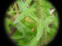 Echium creticum