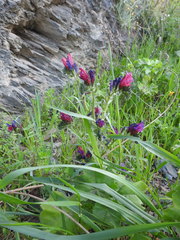 Echium creticum