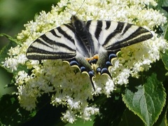 Iphiclides feisthamelii