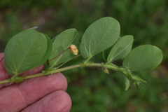 Chamaecrista rotundifolia