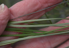 Grevillea parallela