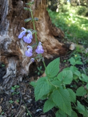Salvia pallida
