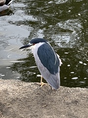 Nycticorax nycticorax