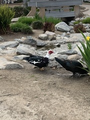 Cairina moschata domestica