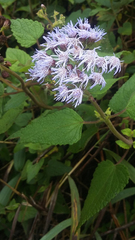 Aristeguietia lamiifolia