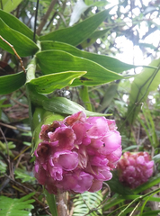 Elleanthus capitatus