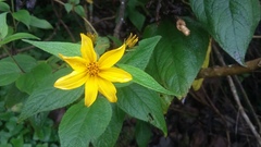 Hymenostephium quitensis