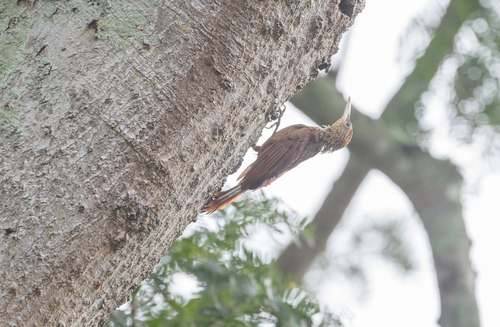 Buff-throated Woodcreeper (Lafresnaye's)