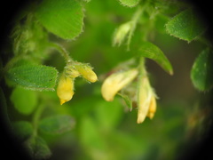 Medicago praecox