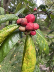 Phaleria octandra
