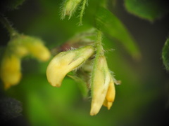 Medicago praecox