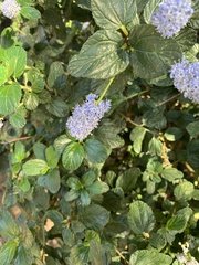 Ceanothus thyrsiflorus