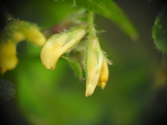 Medicago praecox