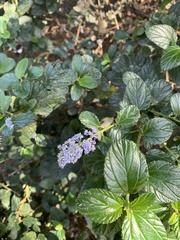 Ceanothus thyrsiflorus