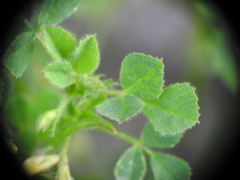 Medicago praecox