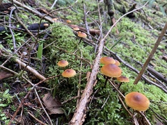 Heimiomyces fulvipes