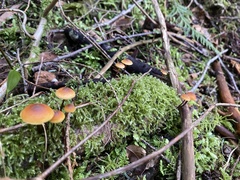 Heimiomyces fulvipes
