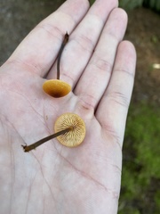 Heimiomyces fulvipes