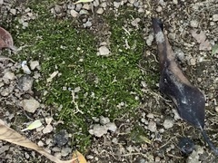 Bryophyta