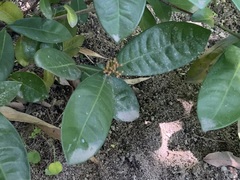 Ixora