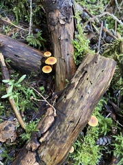 Heimiomyces fulvipes