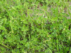 Medicago praecox