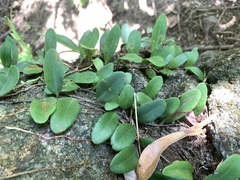 Pyrrosia lingua