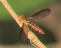 Nuntianus cubanus