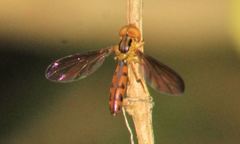 Nuntianus cubanus