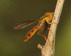 Nuntianus cubanus