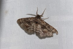 Phaeoura mexicanaria