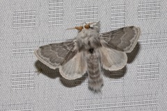 Apotolype brevicrista