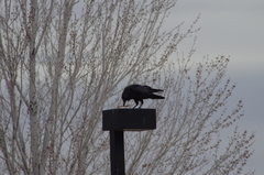 Corvus corax