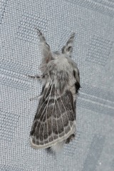 Apotolype brevicrista
