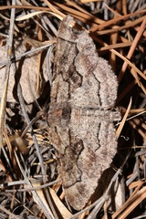 Phaeoura mexicanaria