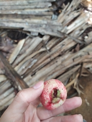 Syzygium samarangense